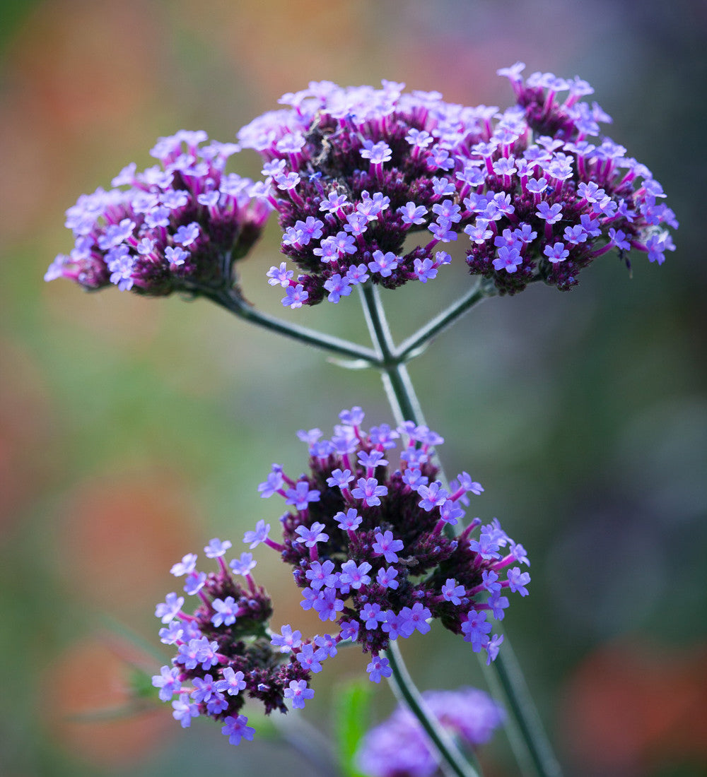 Buy Verbena bonariensis 'Lollipop' | Sarah Raven