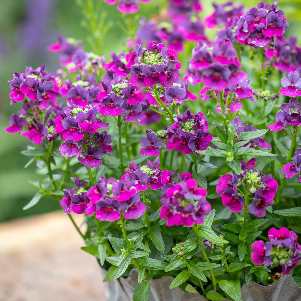 Nemesia 'Lady Lisa'