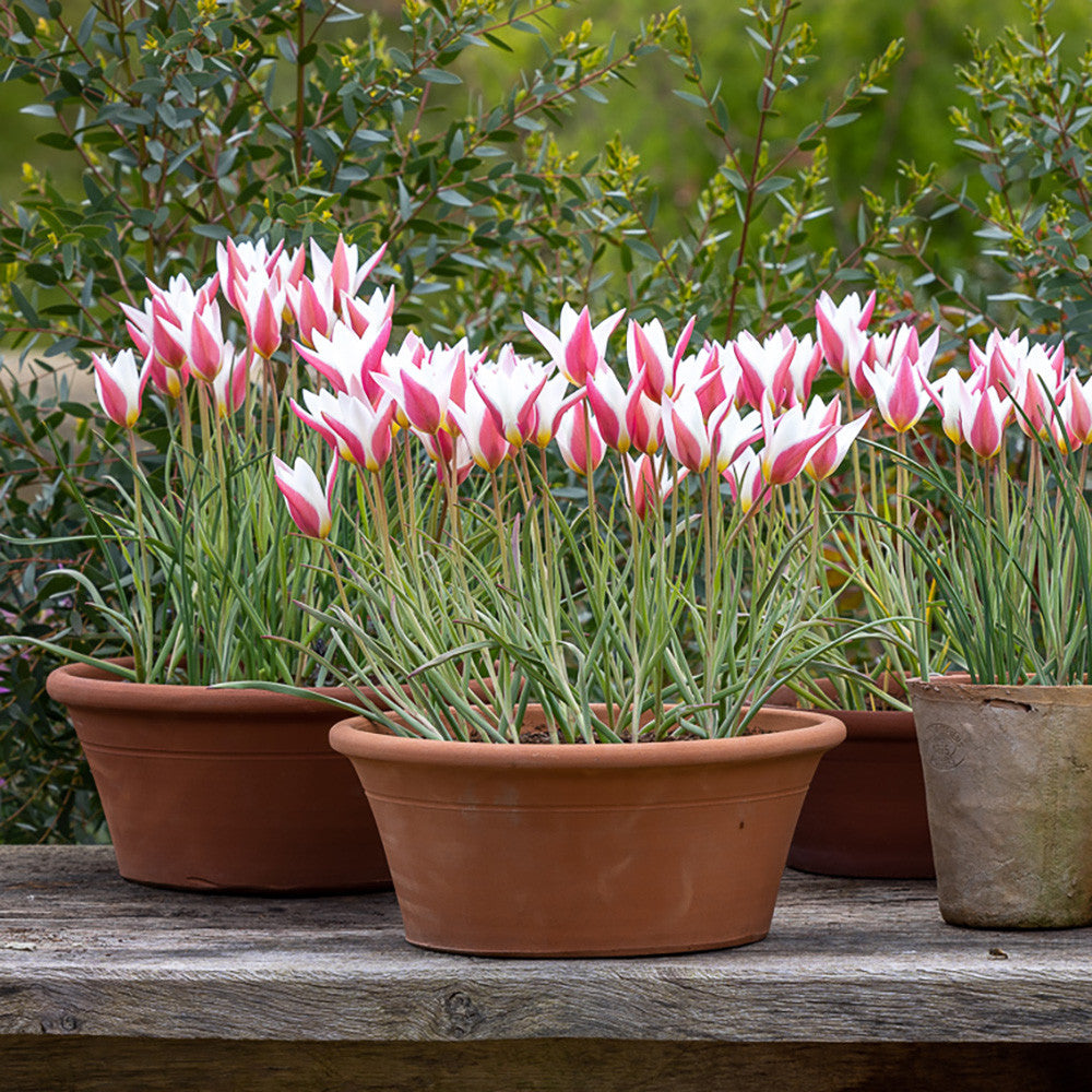 Tulip clusiana 'Lady Jane'