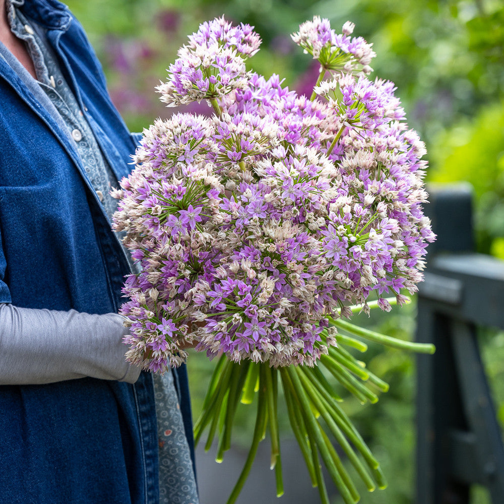 Allium unifolium 'Eros'