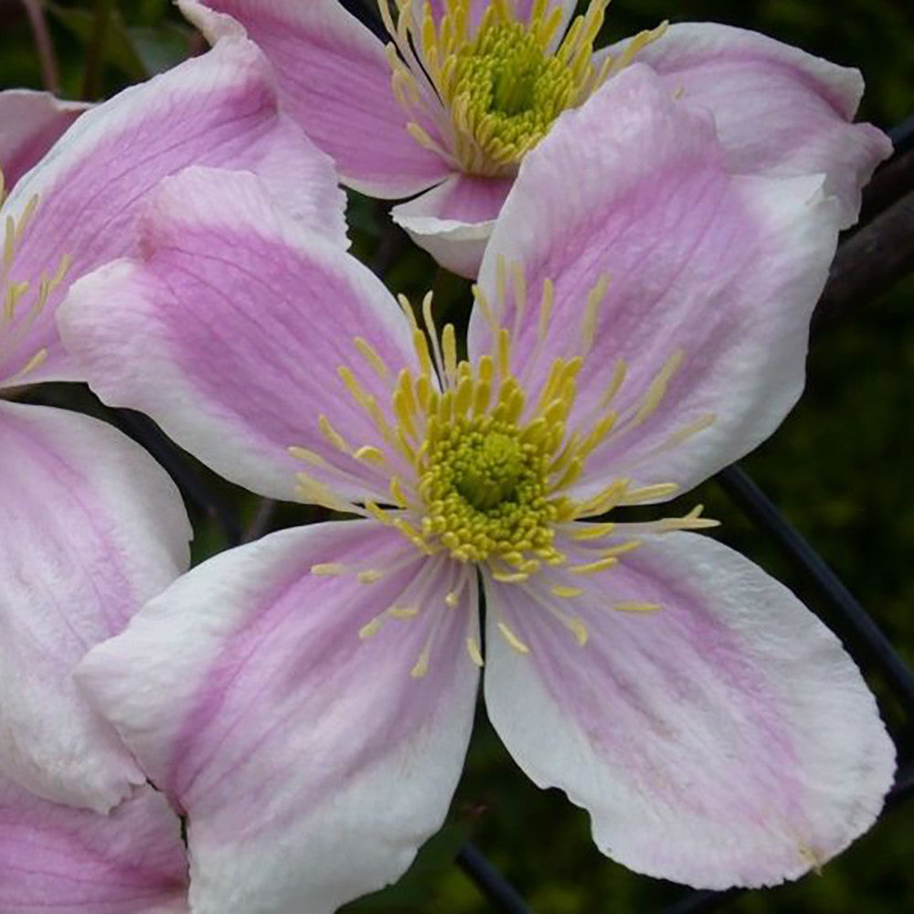 Clematis 'Giant Star'