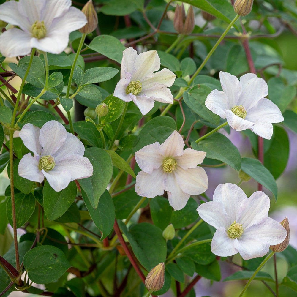 Clematis 'Huldine'