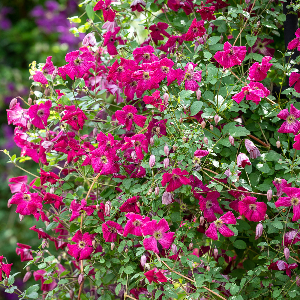 Clematis viticella 'Kermesina'