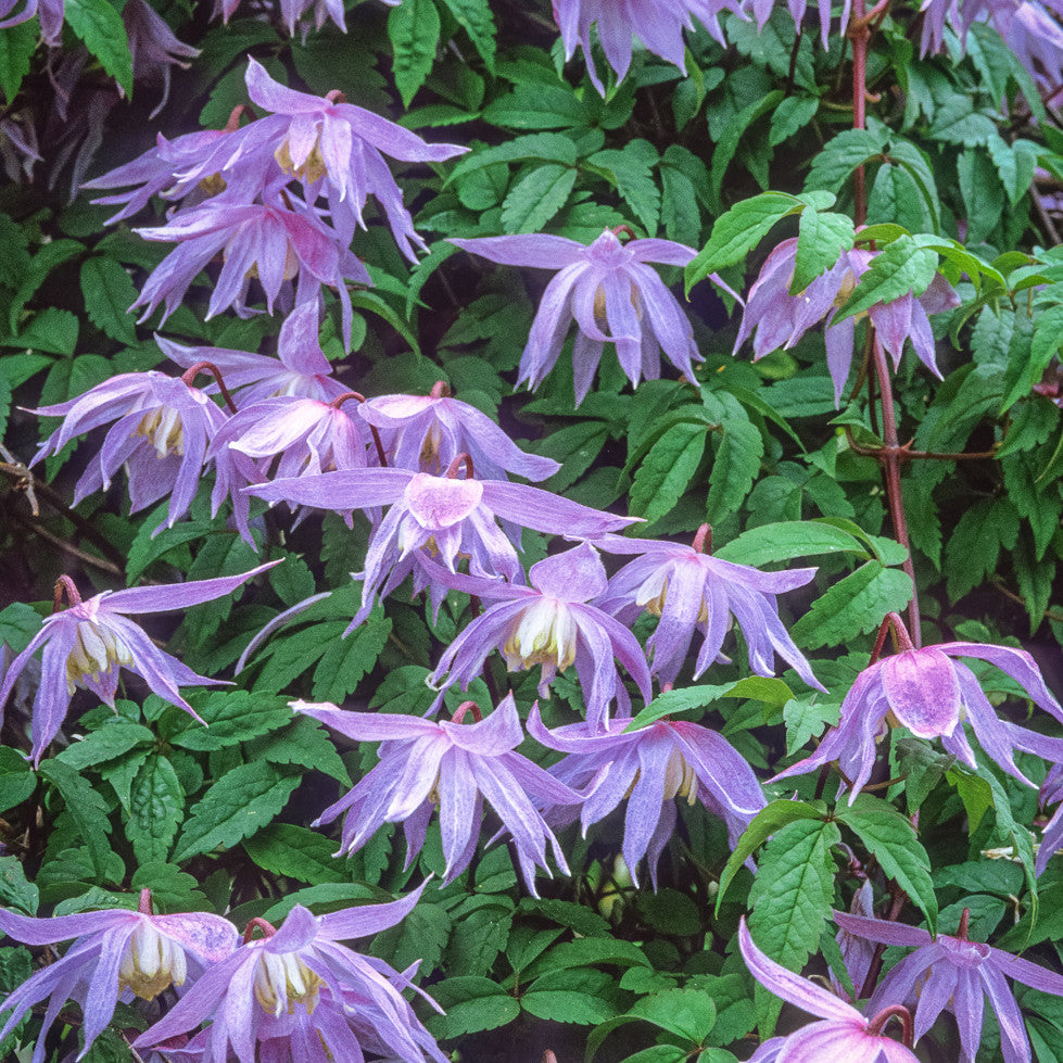 Clematis macropetala
