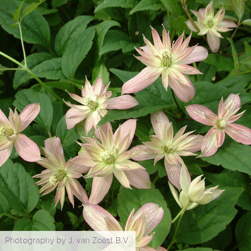 Clematis 'Marjorie'