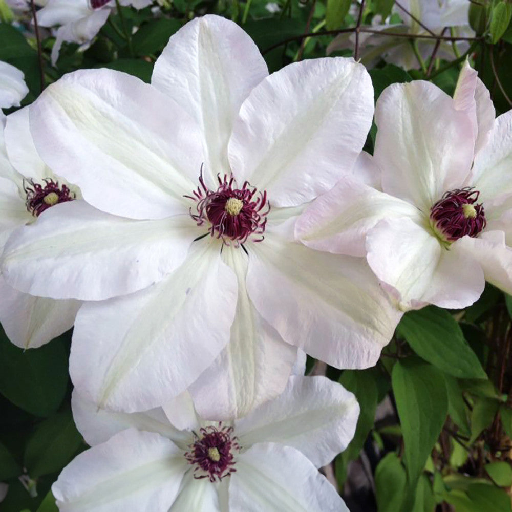 Clematis 'Miss Bateman'