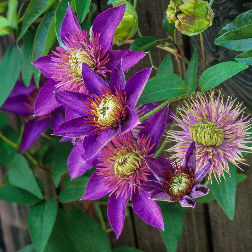 Clematis 'Multi Blue'