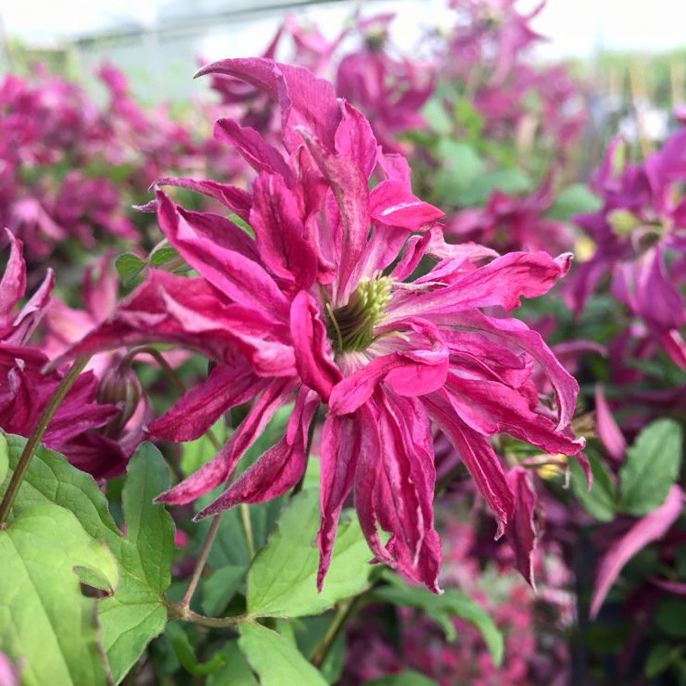 Clematis viticella 'Rosalyn'