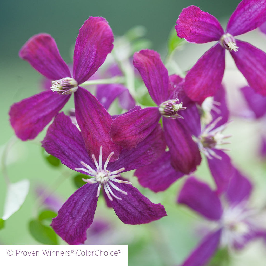 Clematis 'Sweet Summer Love'