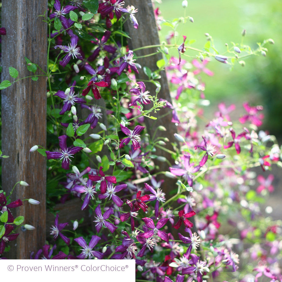 Clematis 'Sweet Summer Love'