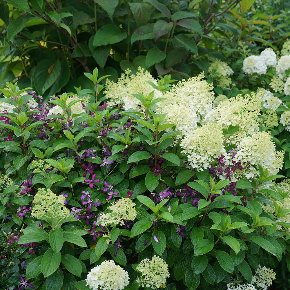 Clematis 'Sweet Summer Love'