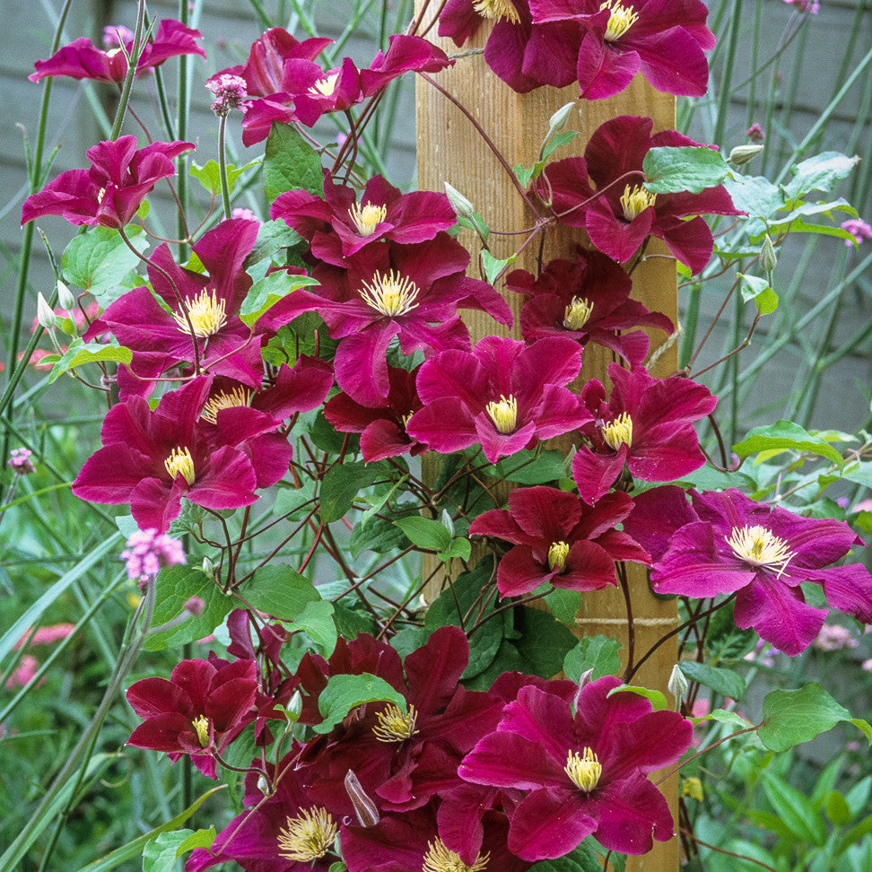Clematis 'Warszawska Nike' (syn. Warsaw Nike)
