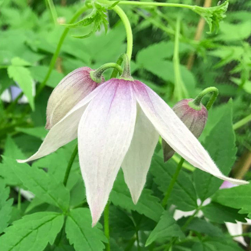Clematis alpina 'Willy'