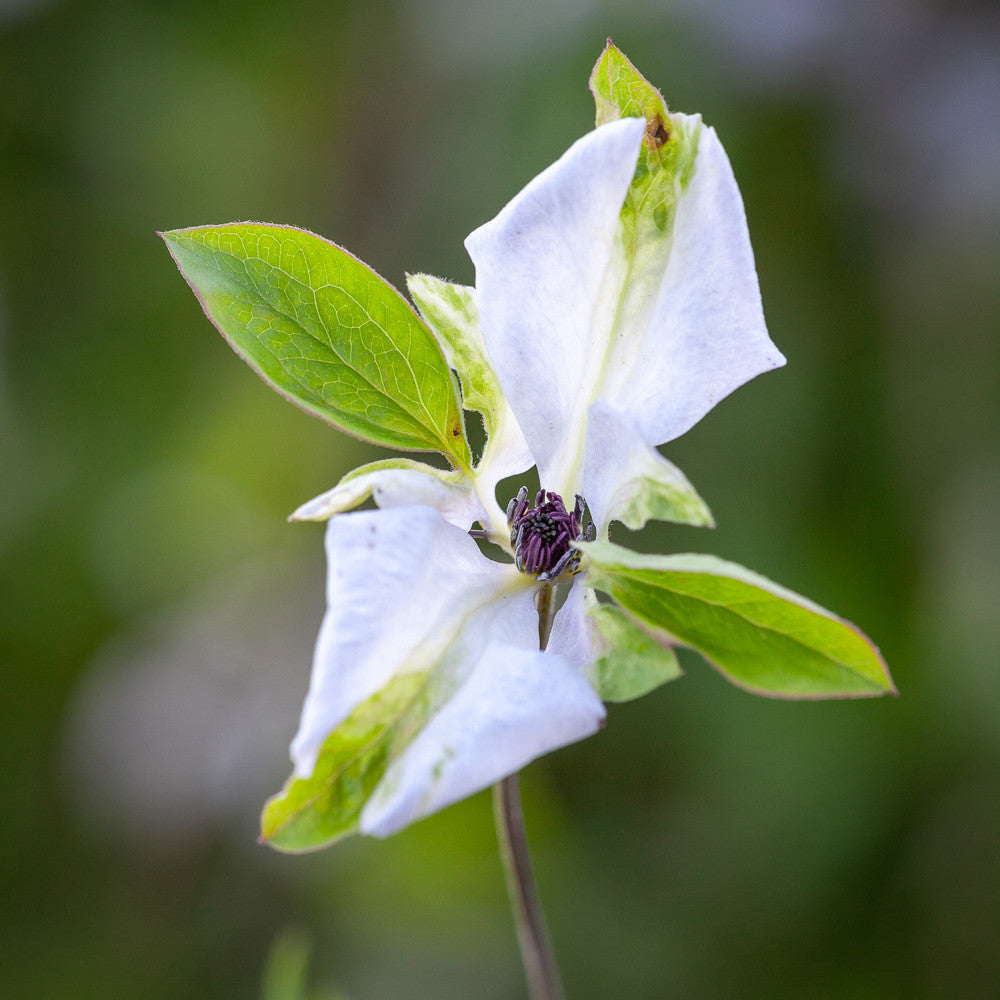 Clematis viticella 'Alba Luxurians'
