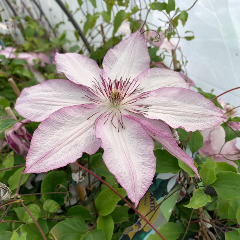 Clematis 'Omoshiro'