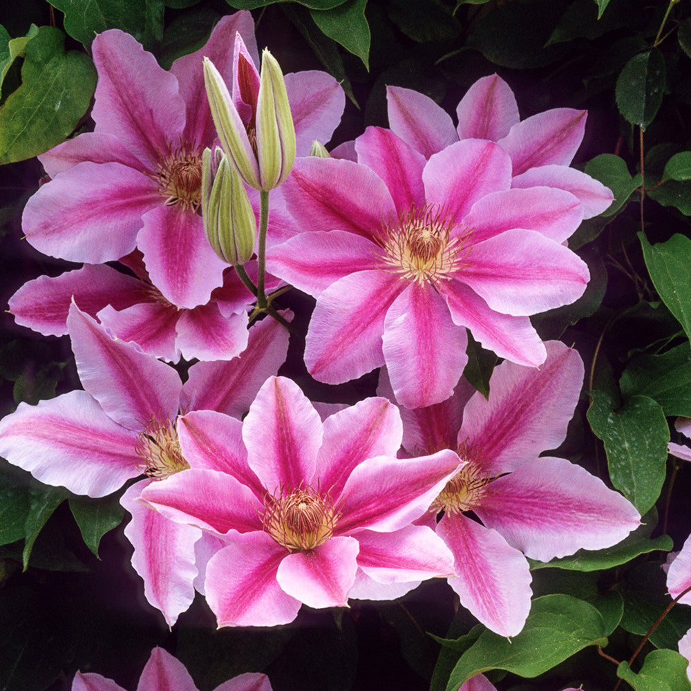 Clematis 'Bees Jubilee'