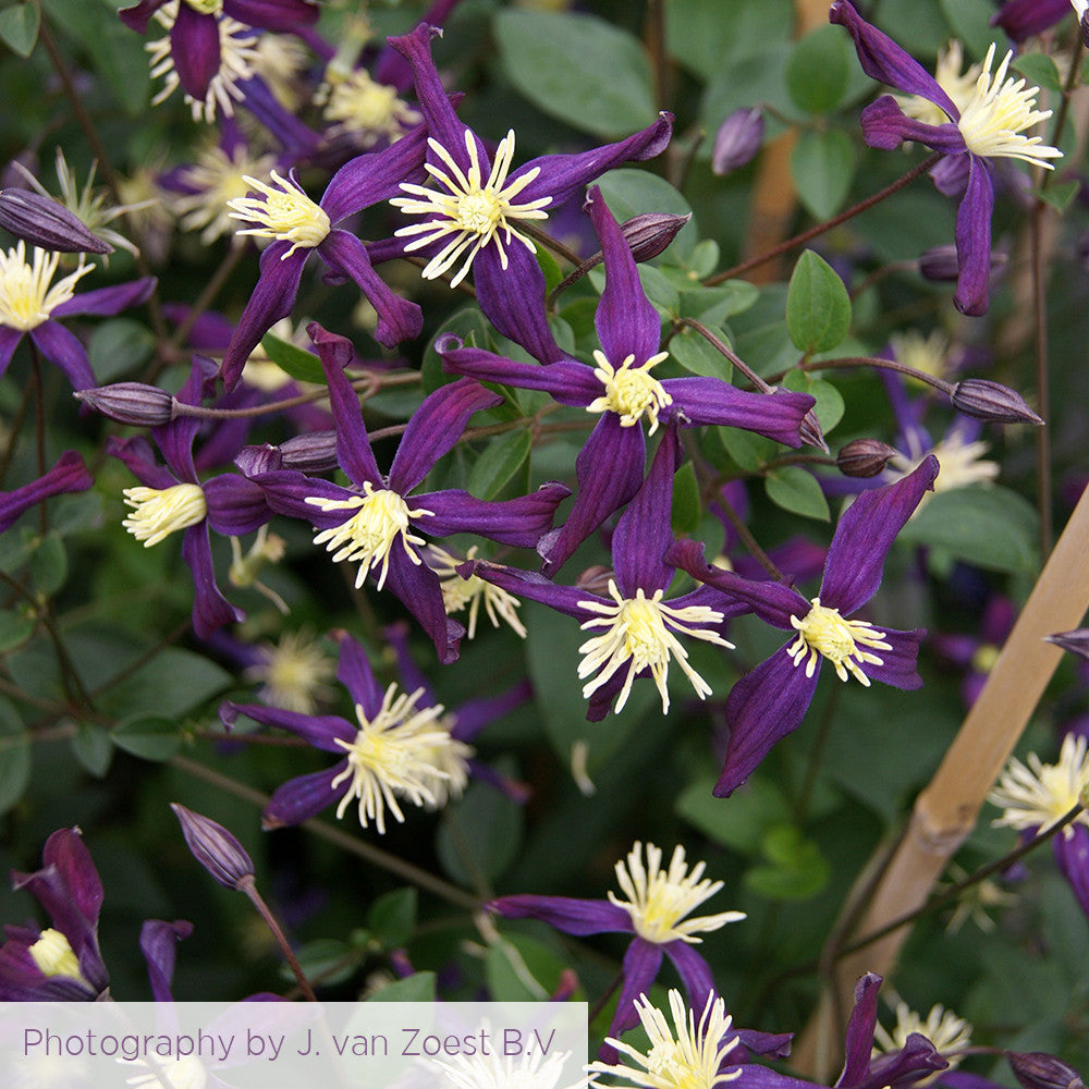 Clematis x aromatica