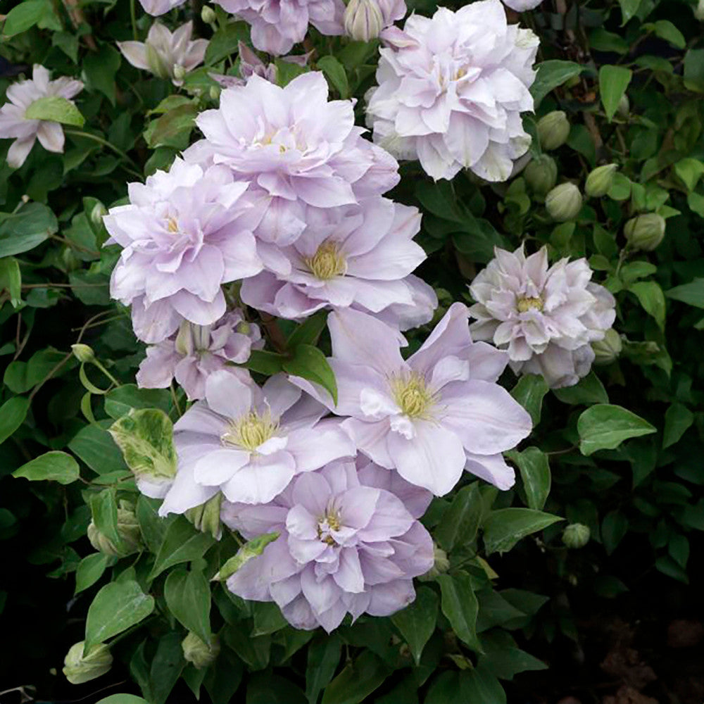 Clematis 'Bellissima'