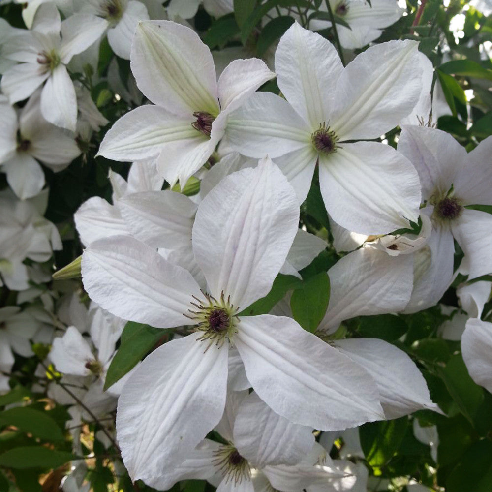 Clematis 'Forever Friends'