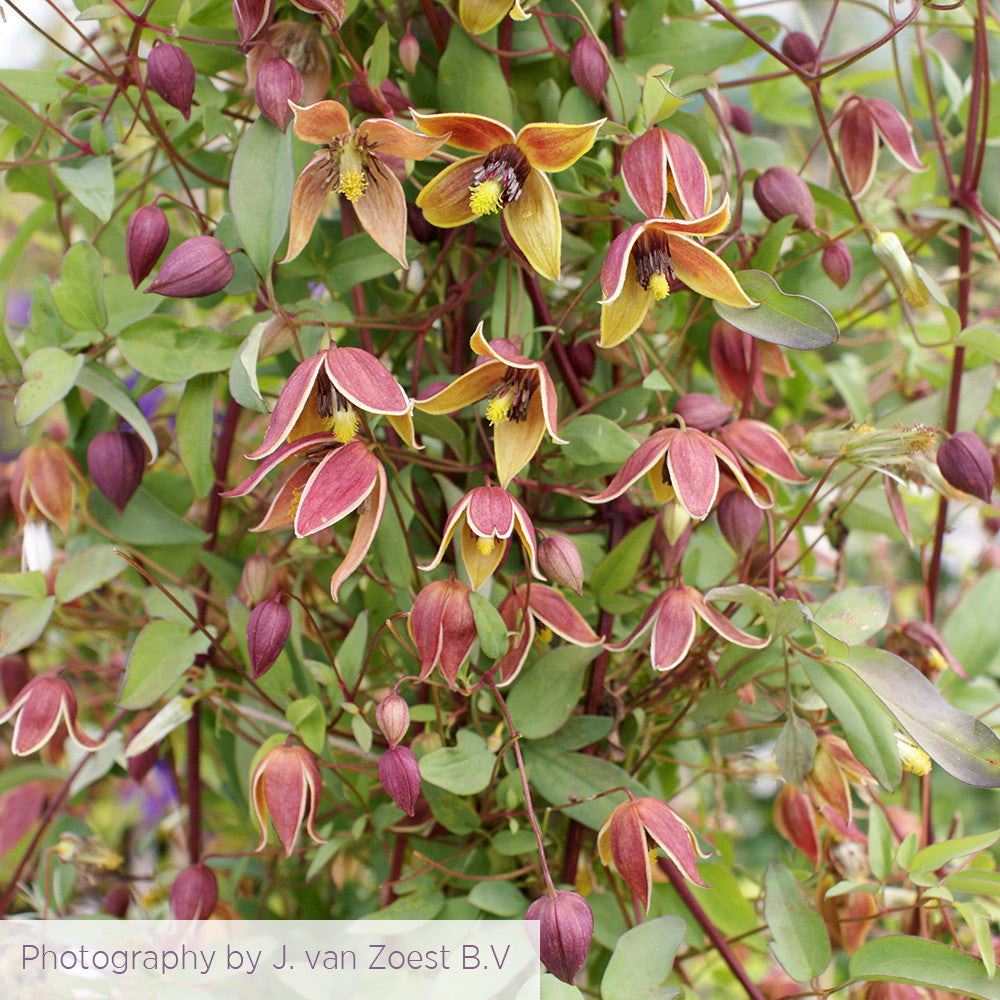 Clematis tangutica 'My Angel'
