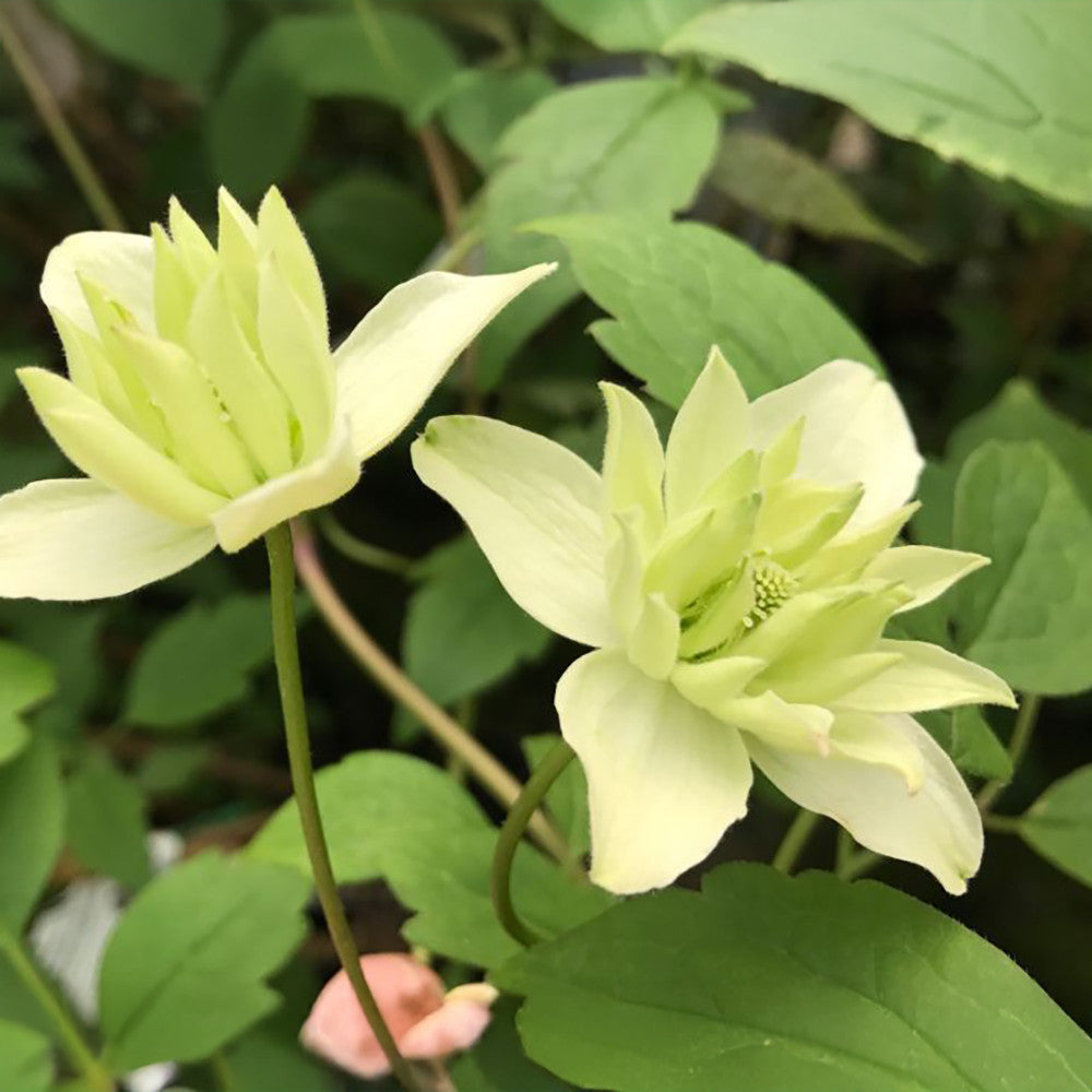 Clematis montana 'Primrose Star'
