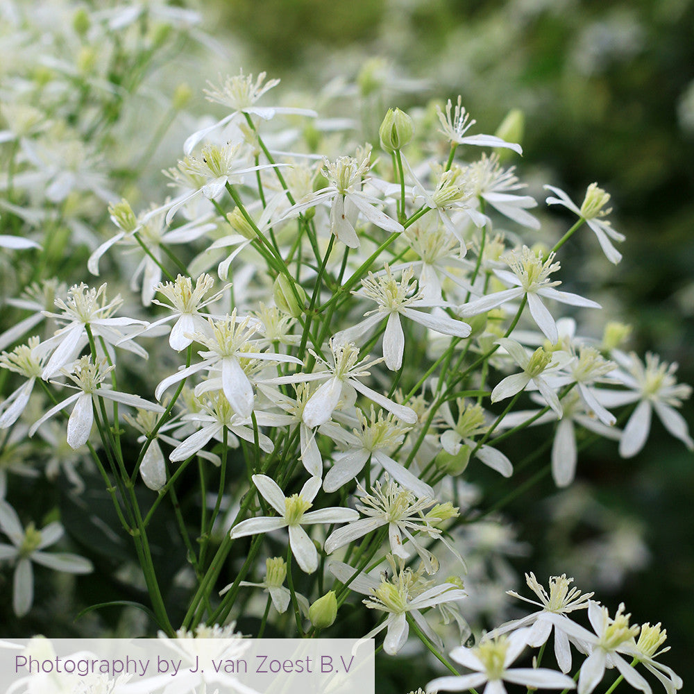 Clematis terniflora