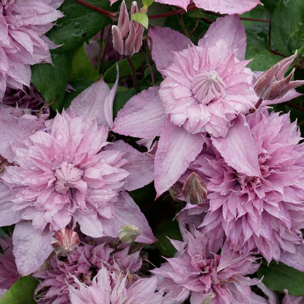 Clematis 'Multi Pink'