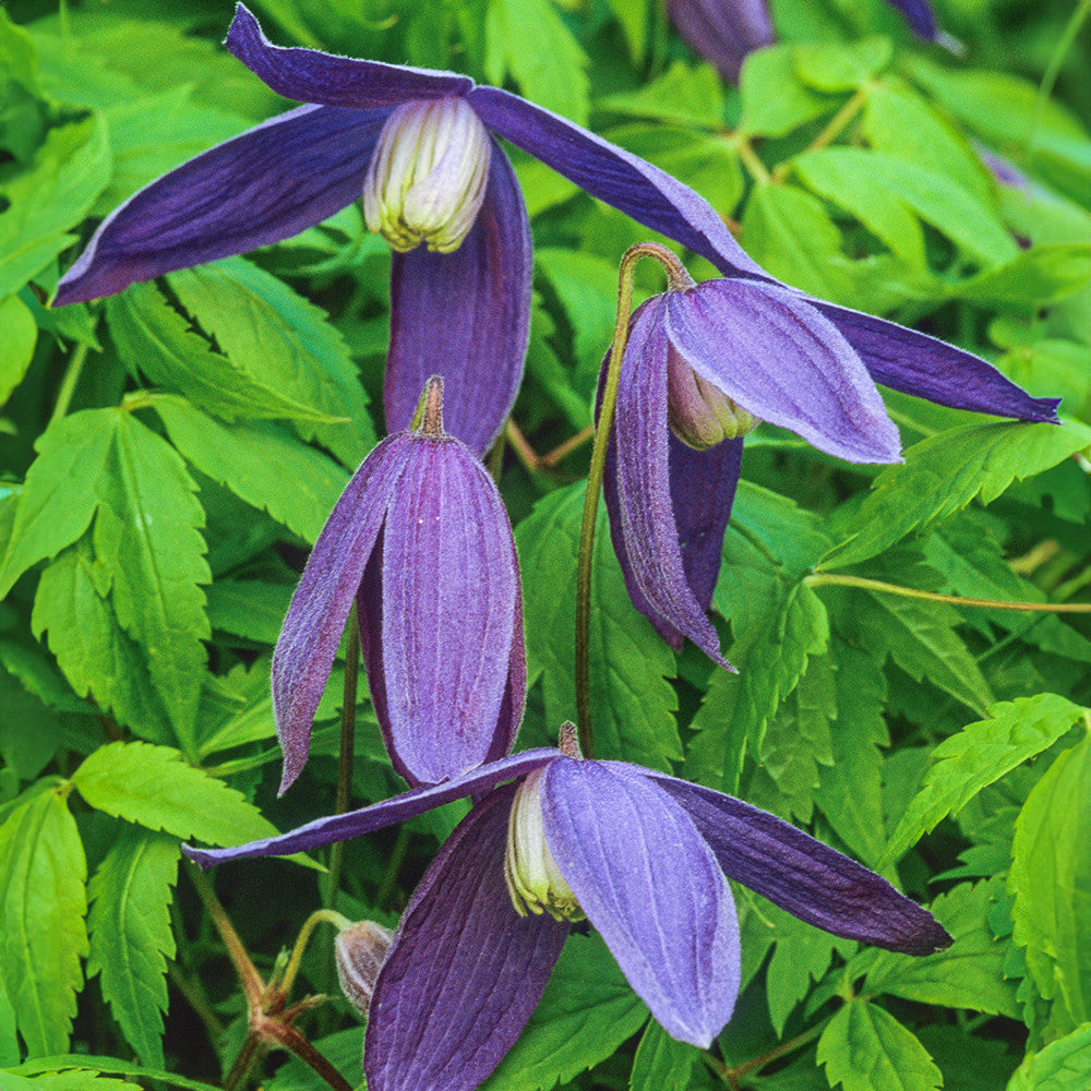Clematis alpina 'Pamela Jackman'