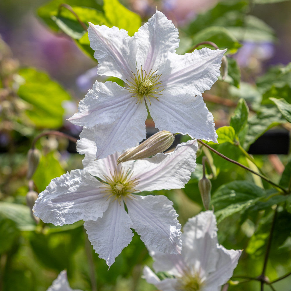 Clematis viticella 'Prince George'