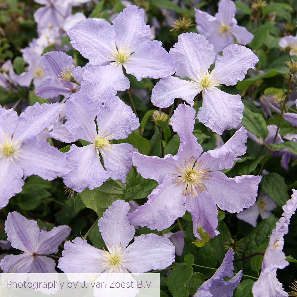 Clematis viticella 'Blue Angel' (Blekitny Aniol)