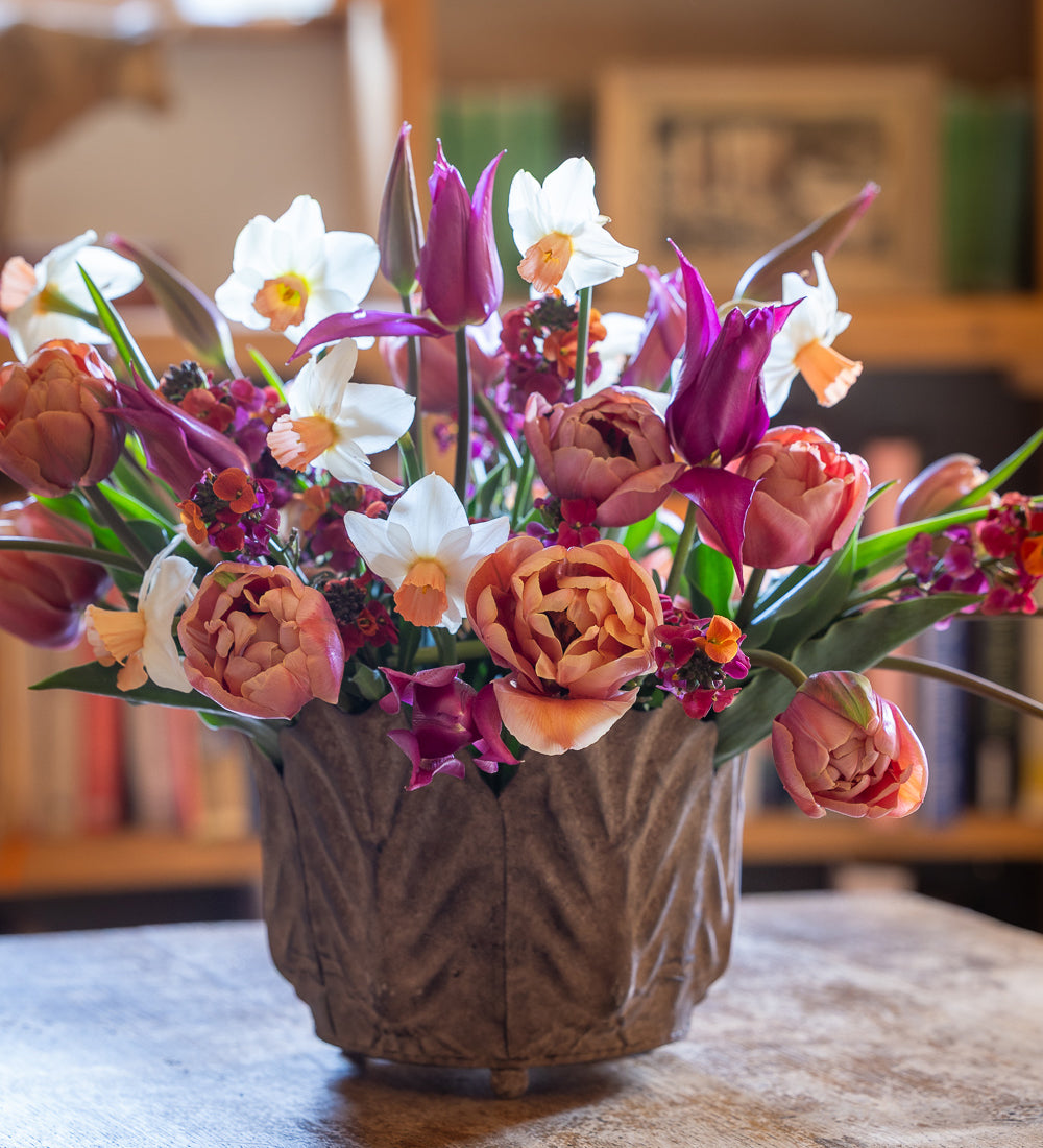 Café-au-lait Bulb Collection