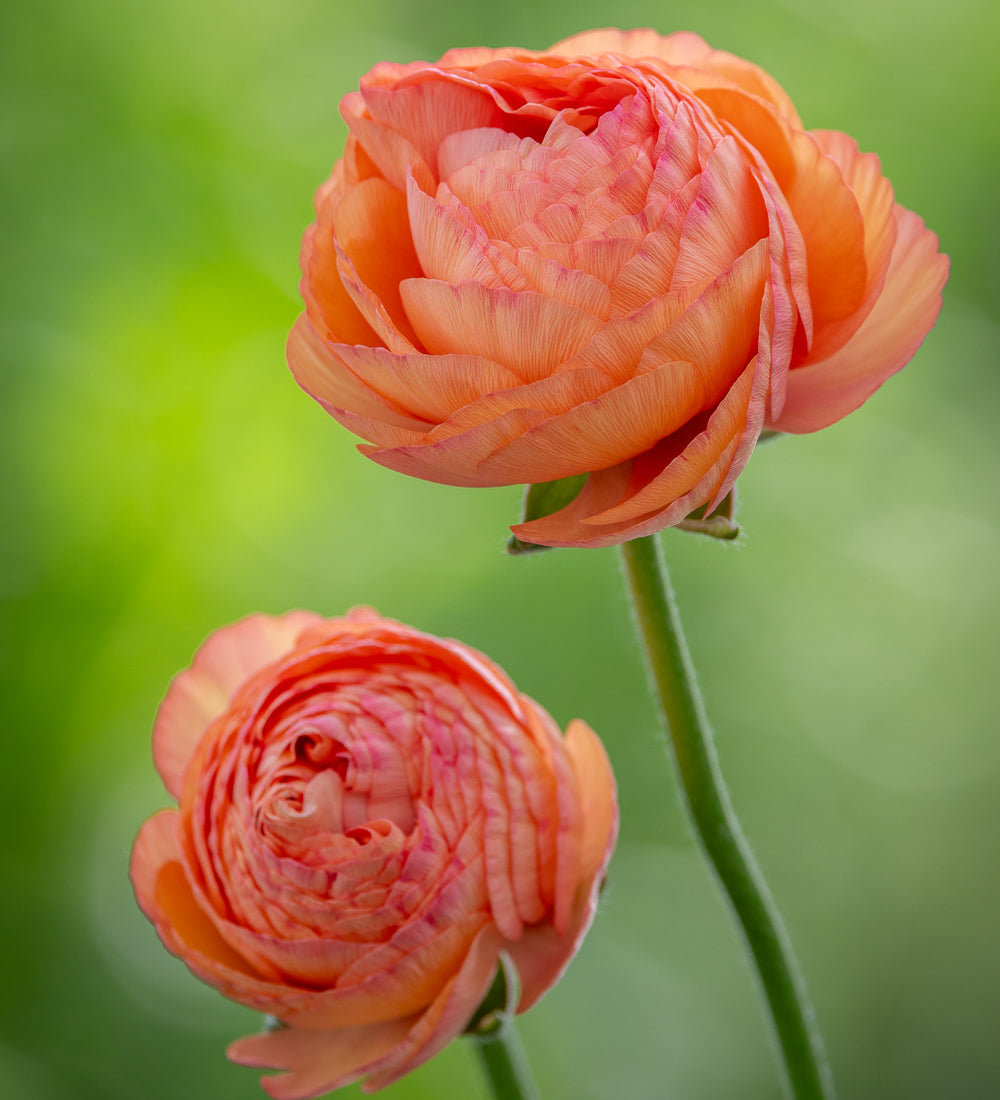 Ranunculus 'Apricot'
