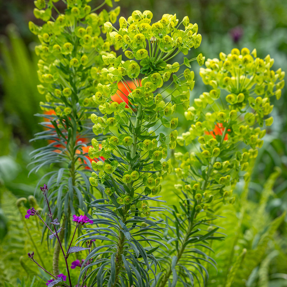 Euphorbia characias subsp. Wulfenii