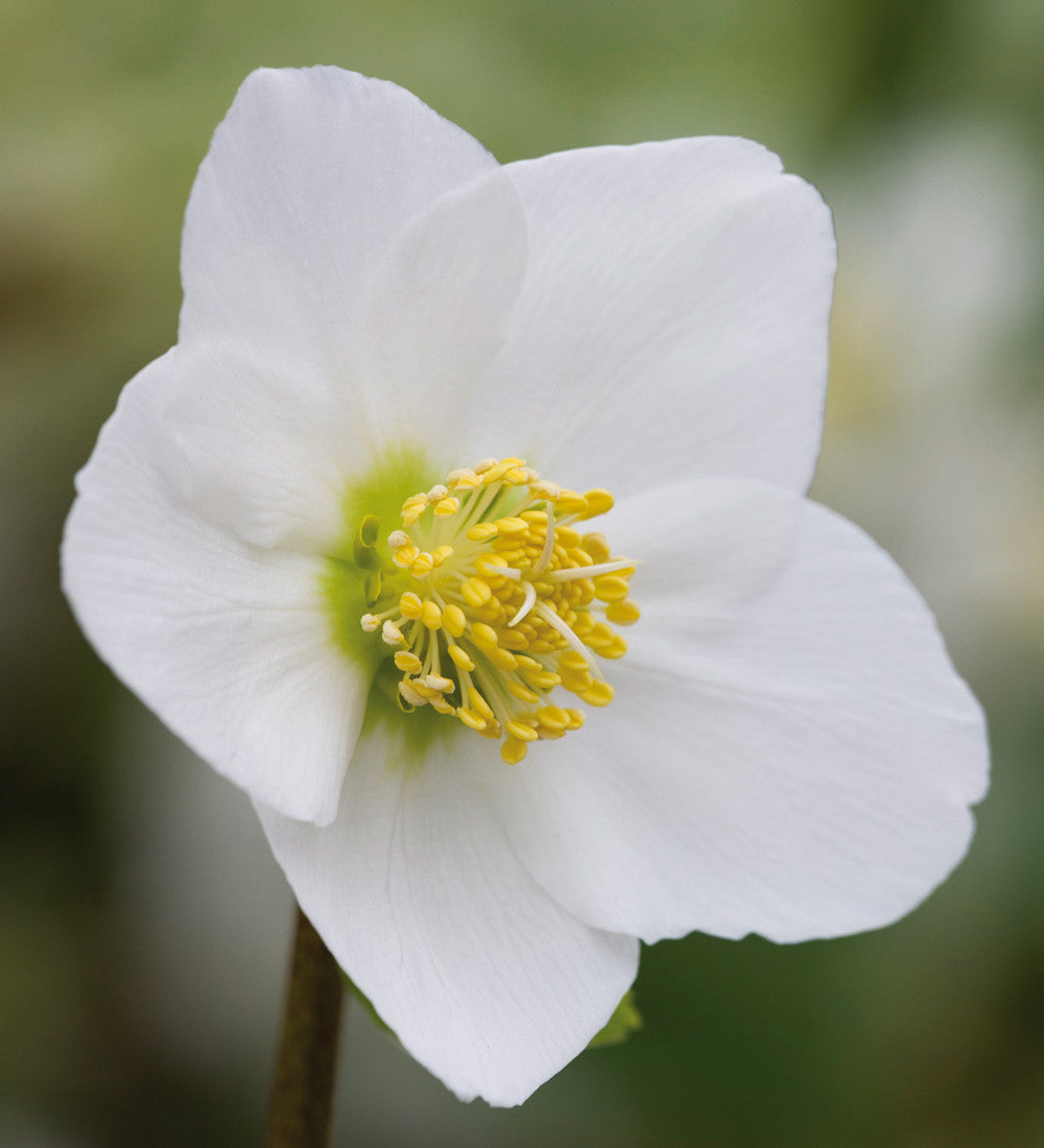 Helleborus niger