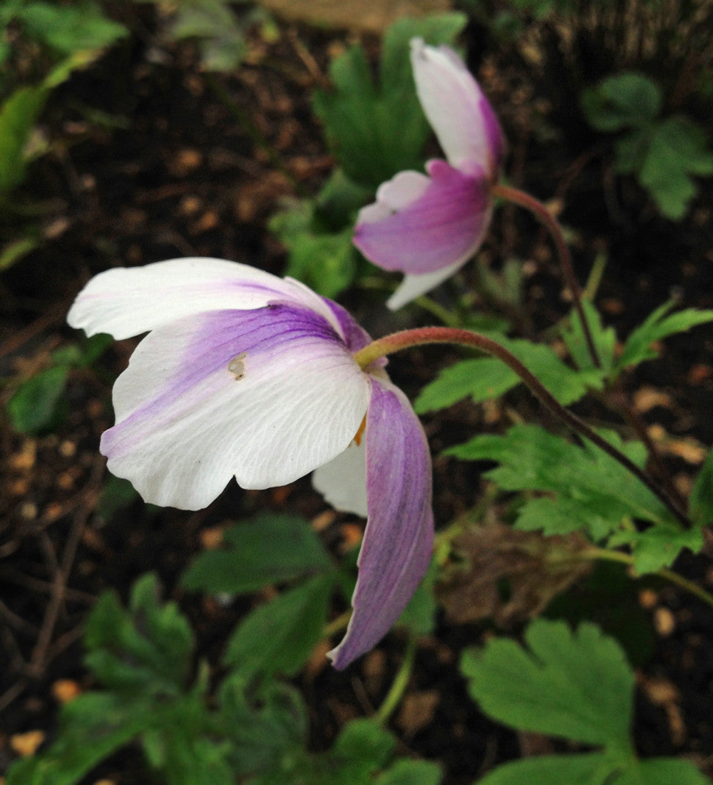 Anemone 'Wild Swan'