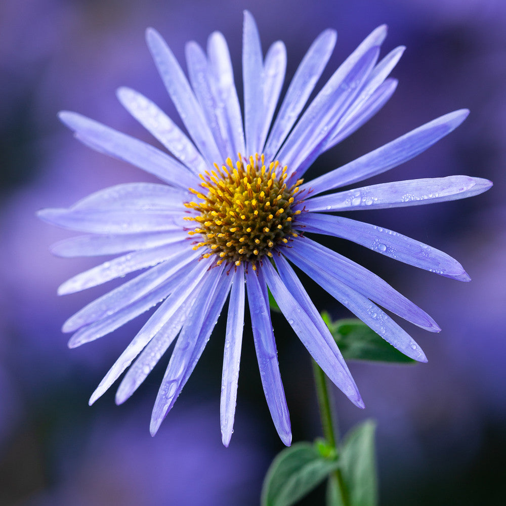 Buy Aster x frikartii 'Mönch' Plants | Michaelmas Daisy | Sarah Raven