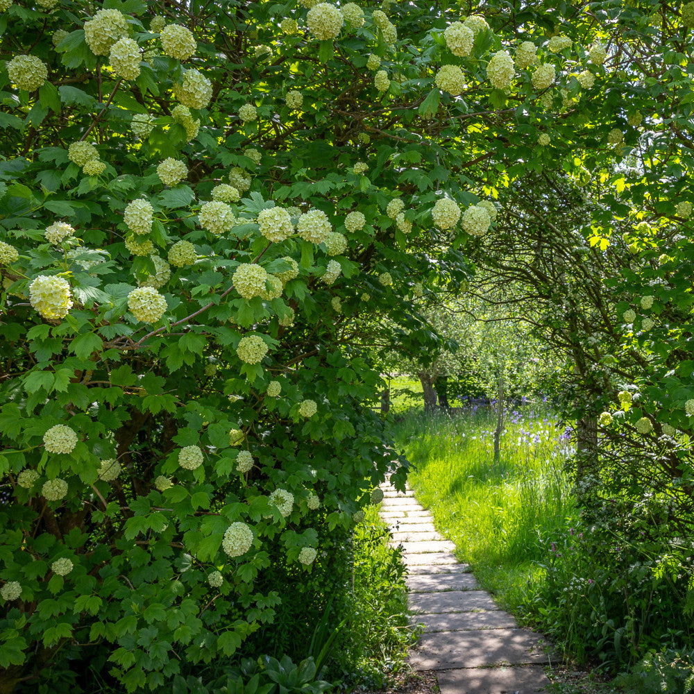 Viburnum opulus 'Roseum'