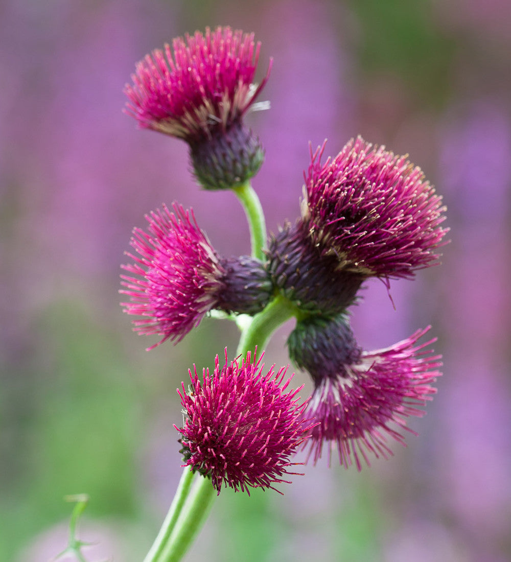Cirsium rivulare 'Atropurpureum'