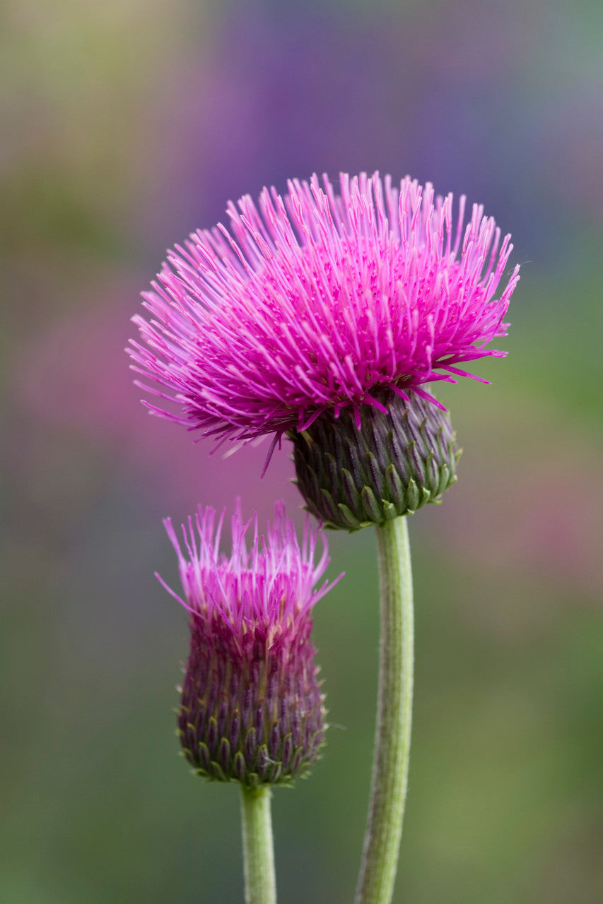 Cirsium rivulare 'Atropurpureum'