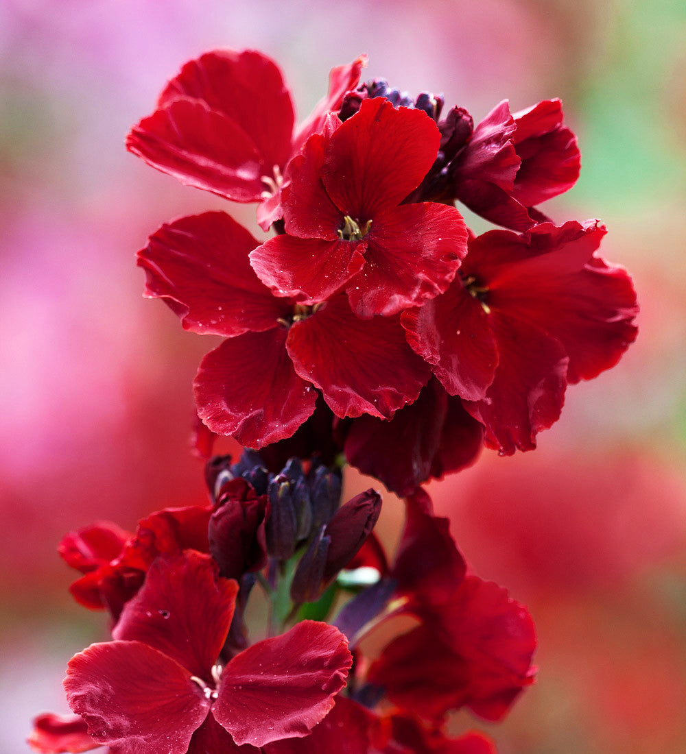 Buy Wallflower 'Vulcan' | Sarah Raven