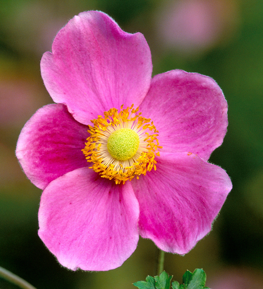 Anemone hupehensis 'Hadspen Abundance'