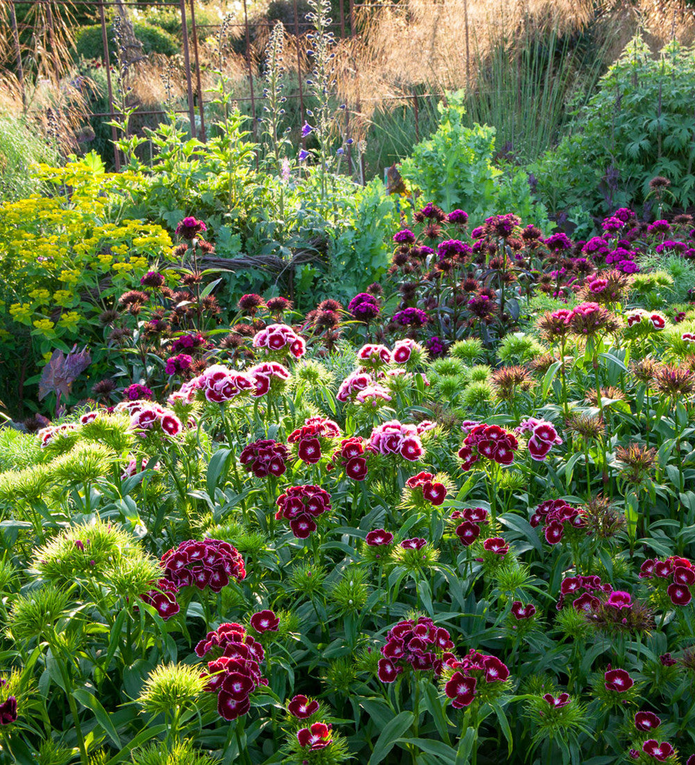 Dianthus barbatus 'Electron Mix'