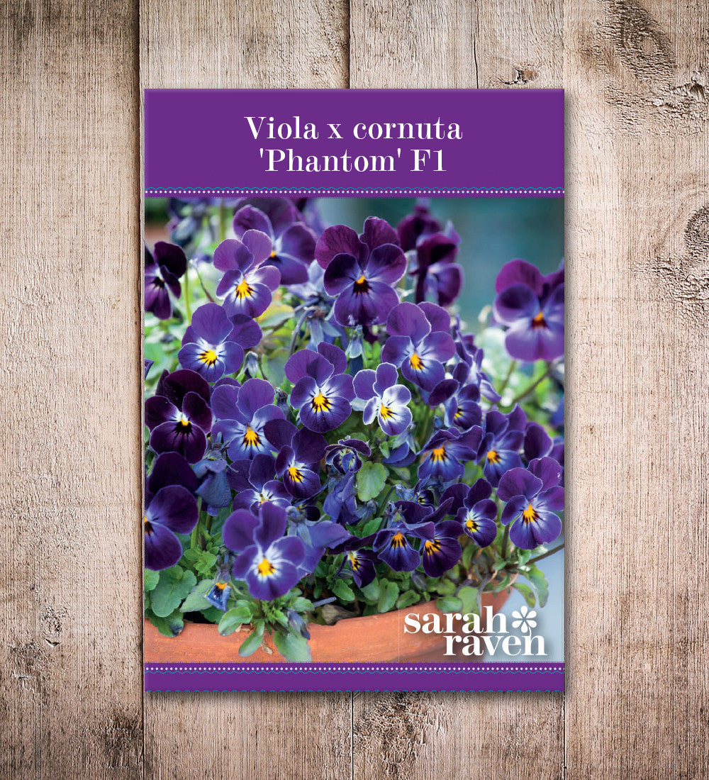 Viola cornuta 'Phantom' F1