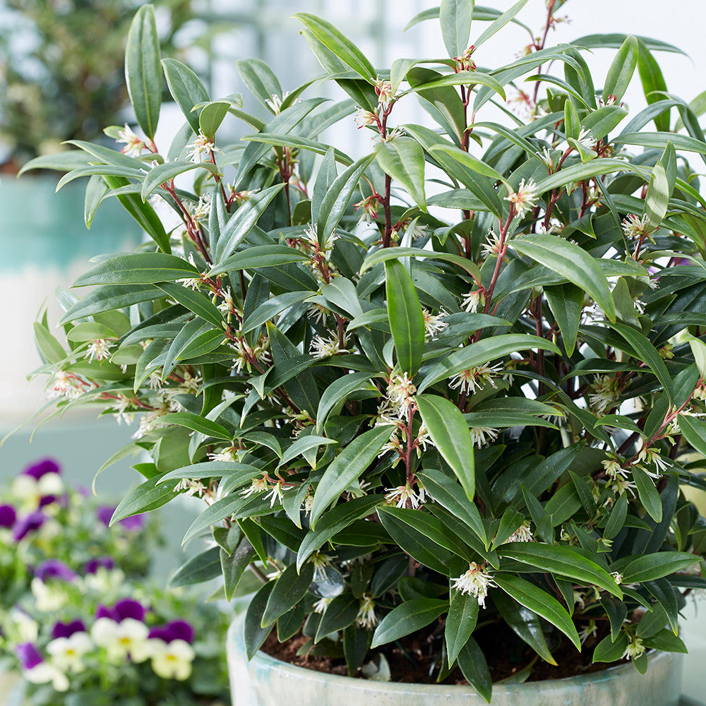 Sarcococca hookeriana 'Winter Gem'