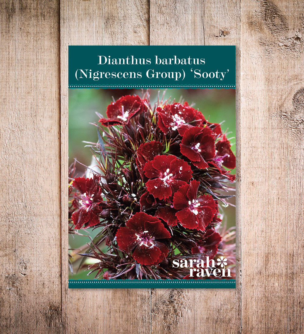 Dianthus barbatus (Nigrescens Group) 'Sooty'
