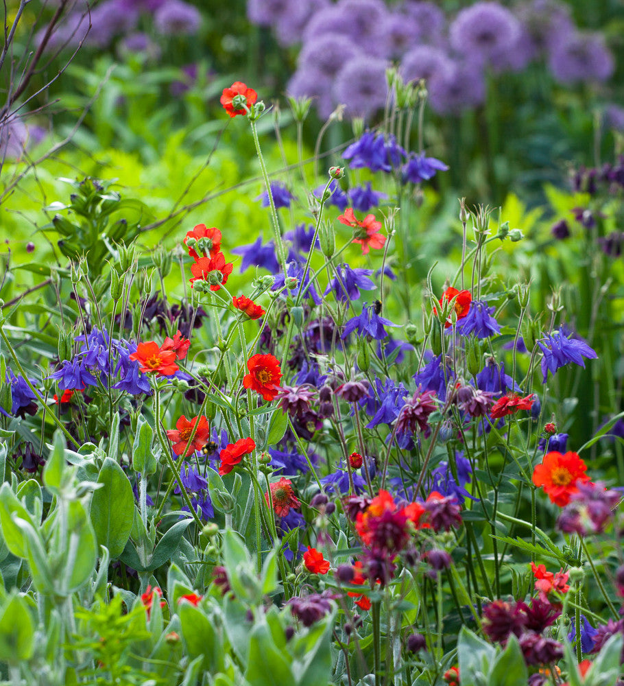 Aquilegia vulgaris var. stellata 'Ruby Port'