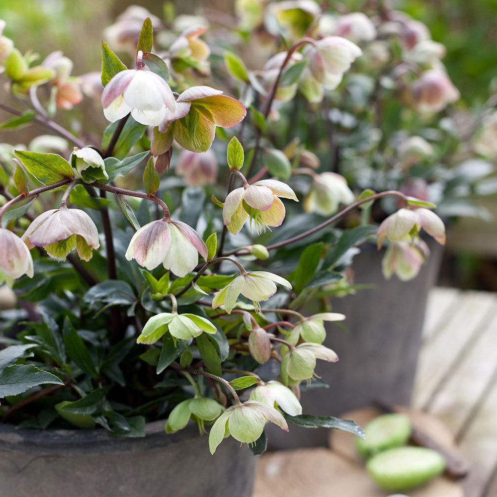 Helleborus x sahinii 'Winterbells'