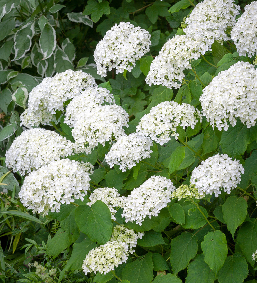 Hydrangea arborescens 'Annabelle'