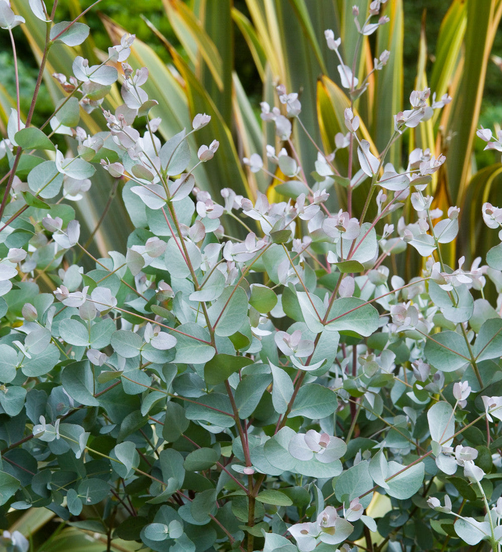 Eucalyptus gunnii