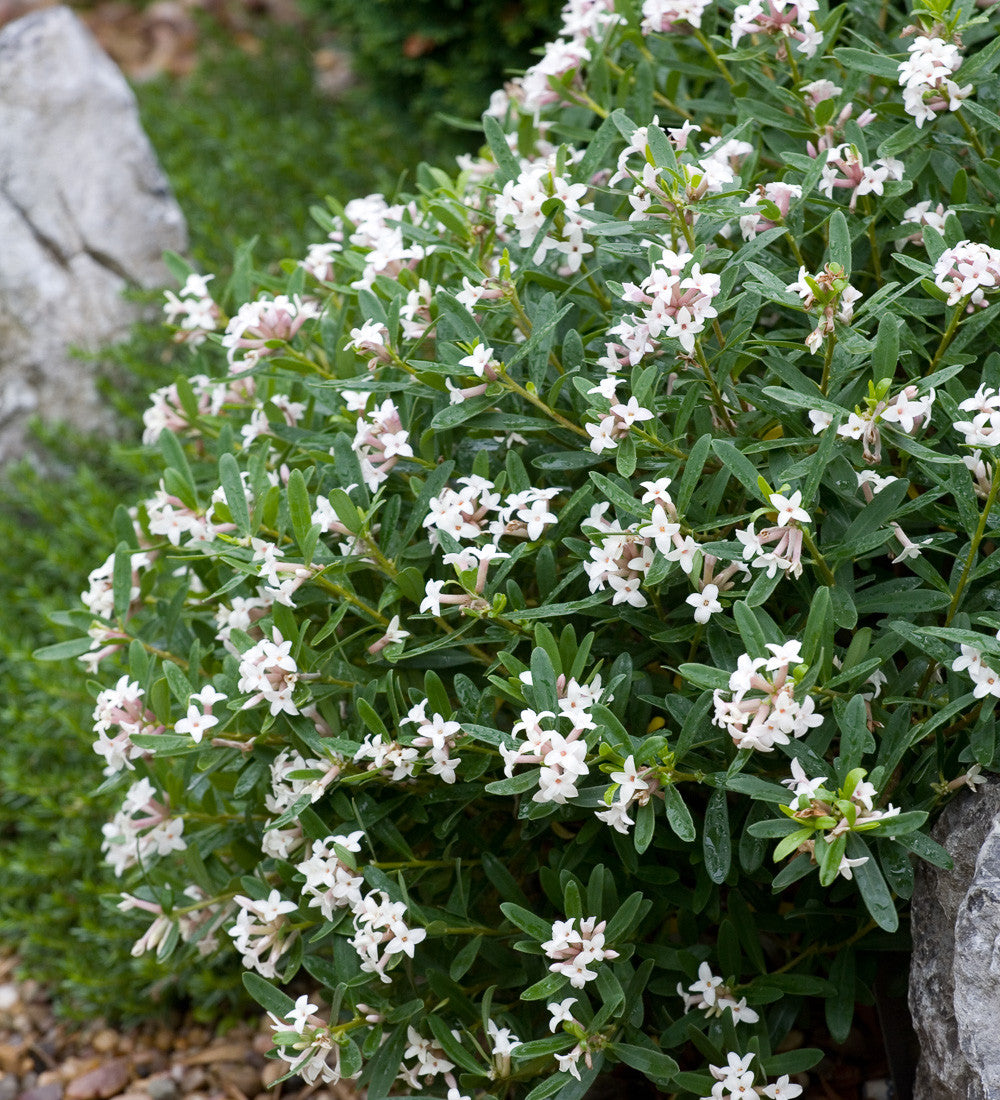 Daphne x transatlantica 'Eternal Fragrance White'